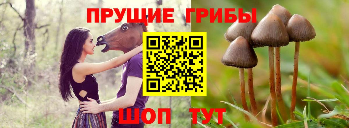 Галлюциногенные грибы Psilocybine cubensis  цены   Вход с VPN  Карасук  Псилоцибиновые грибы мухоморы 